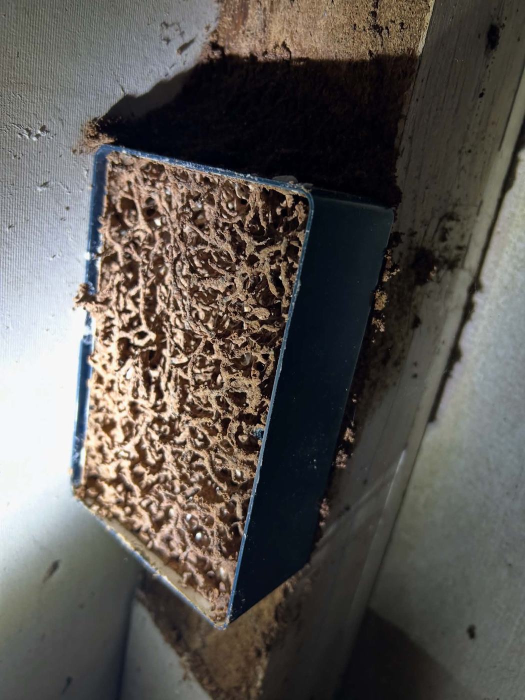 Termites intercepted in a bait station