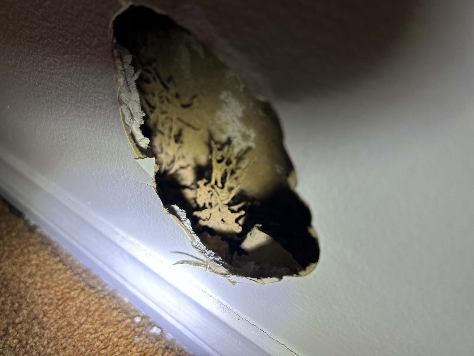 Termite workings uncovered behind a wall
