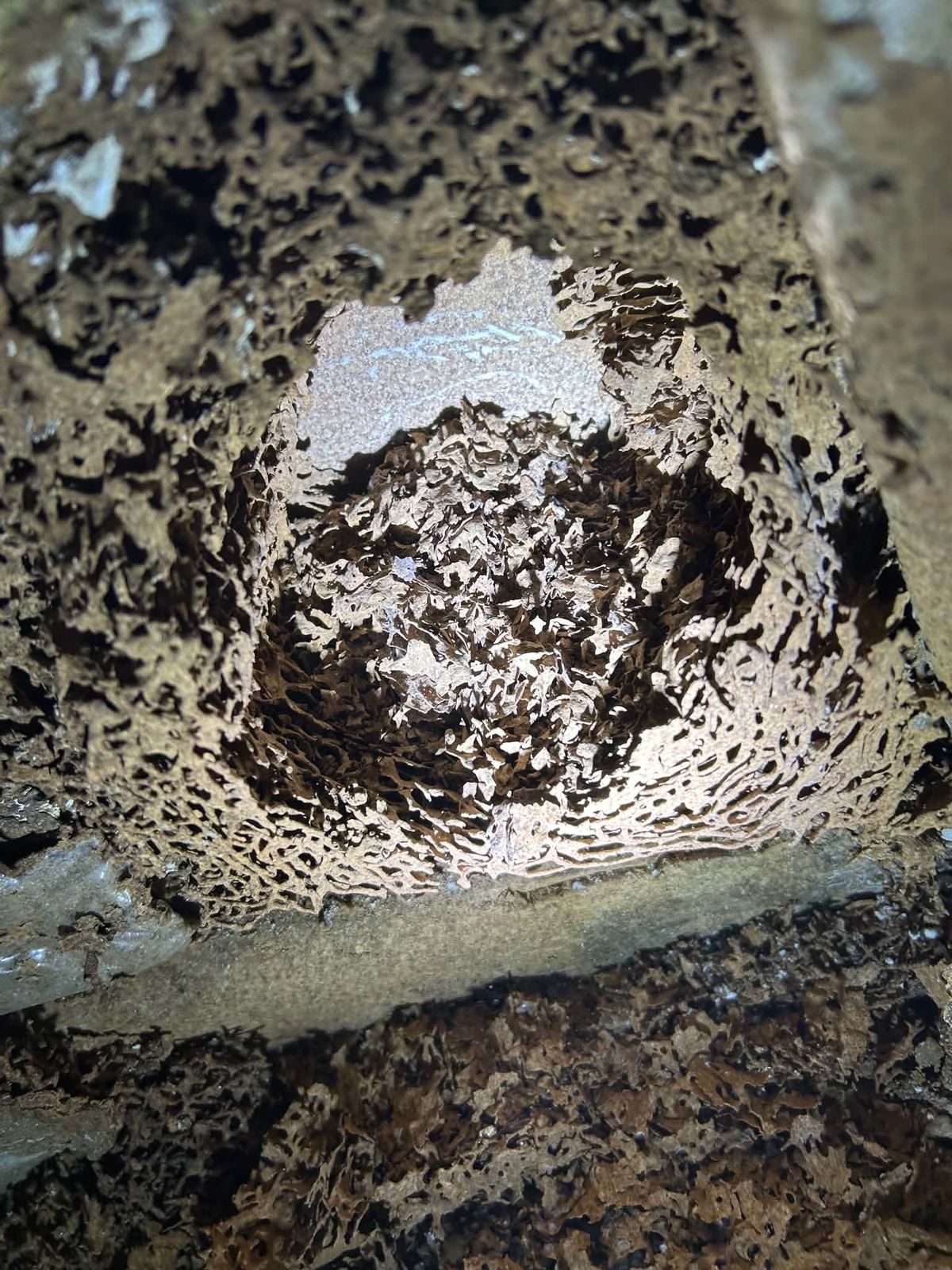Live termites found during an inspection