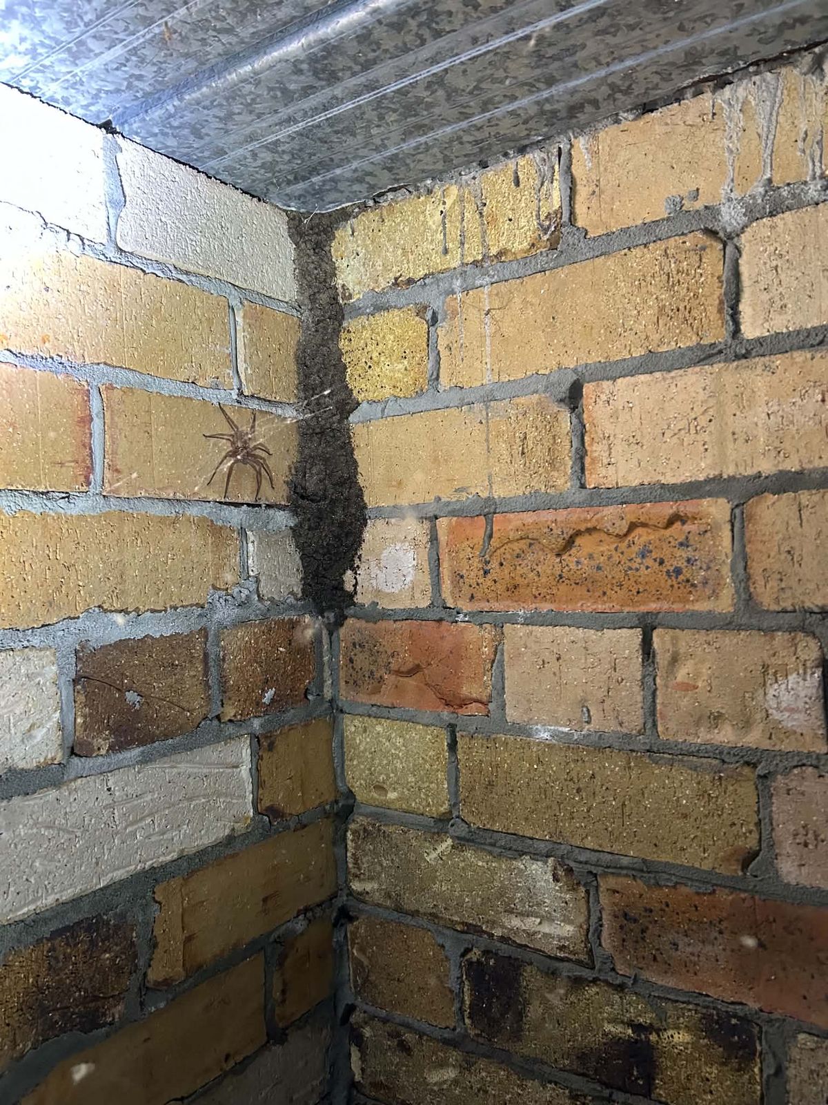 Spider found during an external inspection