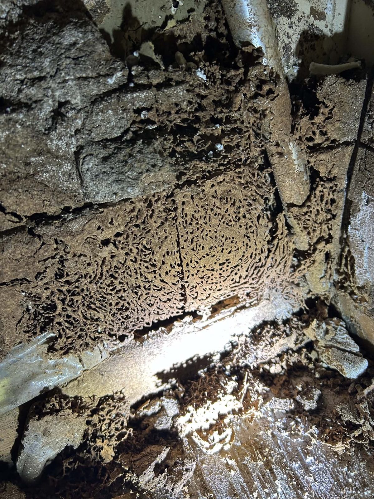 Termite workings uncovered in a wall cavity