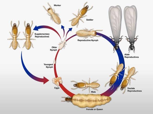 The termite lifecycle, from eggs through workers, soldiers and reproductives
